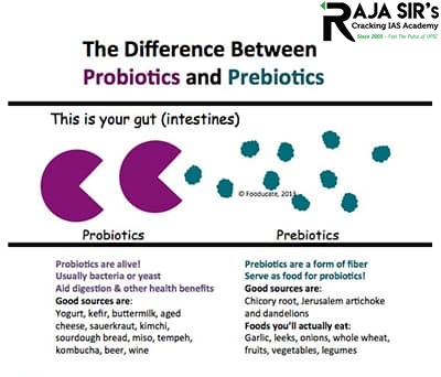 prebiotic and probiotics foods