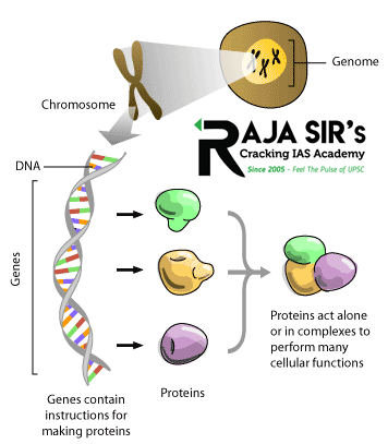 genome dna chormosomes