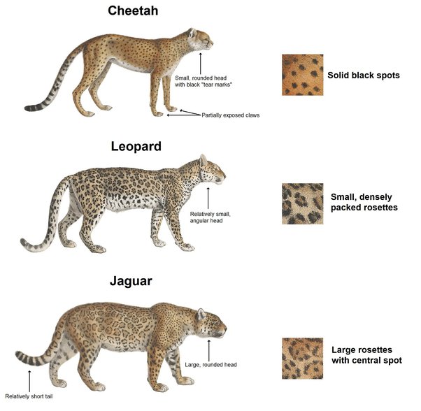 Jaguar vs Leopard vs Cheetah