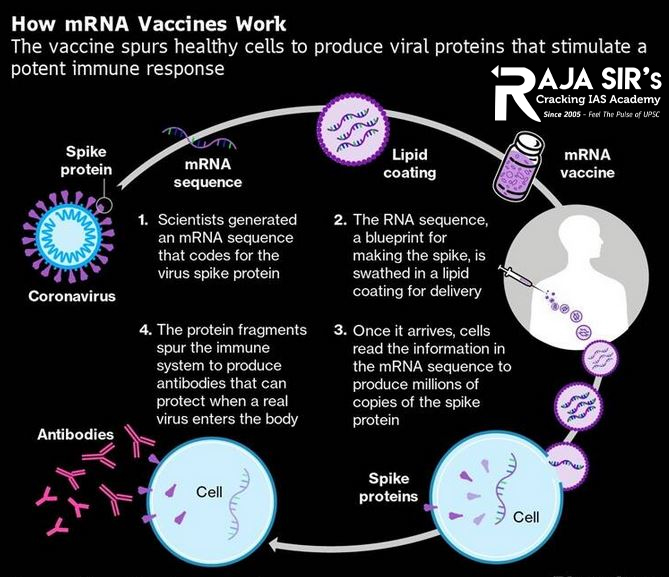 Vaccines help prevent infection by preparing the body to fight foreign invaders (such as bacteria, viruses, or other pathogens). All vaccines introduce into the body a harmless piece of a particular bacteria or virus, triggering an immune response. Most vaccines contain a weakened or dead bacteria or virus. However, scientists have developed a new type of vaccine that uses a molecule called messenger RNA (mRNA) rather than part of an actual bacteria or virus. Messenger RNA is a type of RNA that is necessary for protein production.  Once cells finish making a protein, they quickly break down the mRNA. mRNA from vaccines does not enter the nucleus and does not alter DNA. mRNA vaccines work by introducing a piece of mRNA that corresponds to a viral protein, usually a small piece of a protein found on the virus’s outer membrane. (Individuals who get an mRNA vaccine are not exposed to the virus, nor can they become infected with the virus by the vaccine.) By using this mRNA, cells can produce the viral protein. As part of a normal immune response, the immune system recognizes that the protein is foreign and produces specialized proteins called antibodies. Antibodies help protect the body against infection by recognizing individual viruses or other pathogens, attaching to them, and marking the pathogens for destruction. Once produced, antibodies remain in the body, even after the body has rid itself of the pathogen, so that the immune system can quickly respond if exposed again. If a person is exposed to a virus after receiving mRNA vaccination for it, antibodies can quickly recognize it, attach to it, and mark it for destruction before it can cause serious illness.