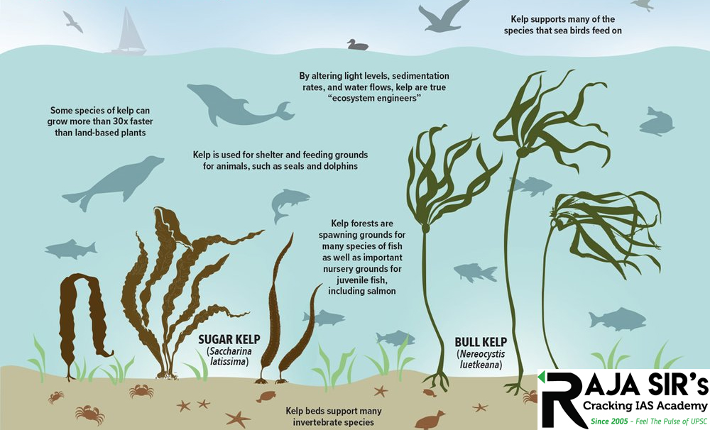 Kelp forests  Kelp are large brown algae These are underwater ecosystems found in cool, nutrient rich, shallow waters that are close to the shore Many organisms use the thick blades as a safe shelter for their young from predators or even rough storms.