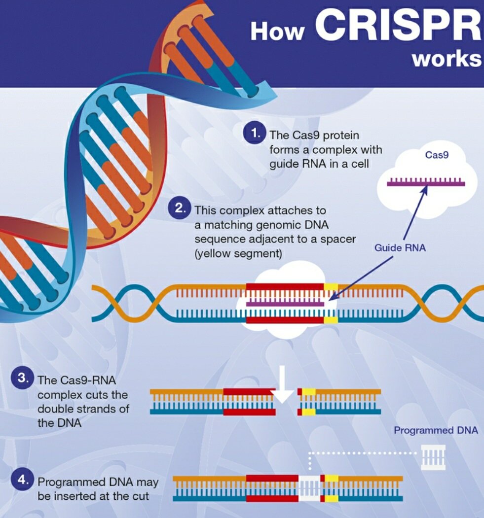 CRISPR stands for Clustered Regularly Interspaced Short Palindromic Repeats. CRISPR-Cas9 is the most prominent technology that enables to edit parts of the genome by removing, adding or altering sections of the DNA sequence.