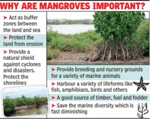 mangrove ecosystem
