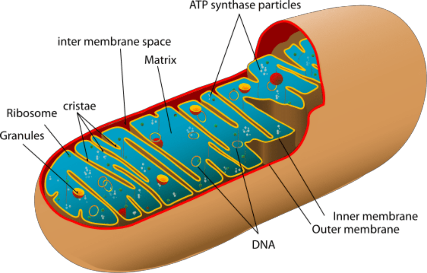 Mitochondria  Mitochondria are organelles