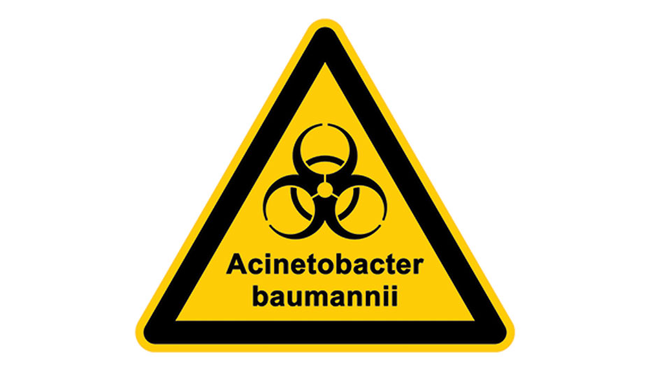 Acinetobacter baumannii 