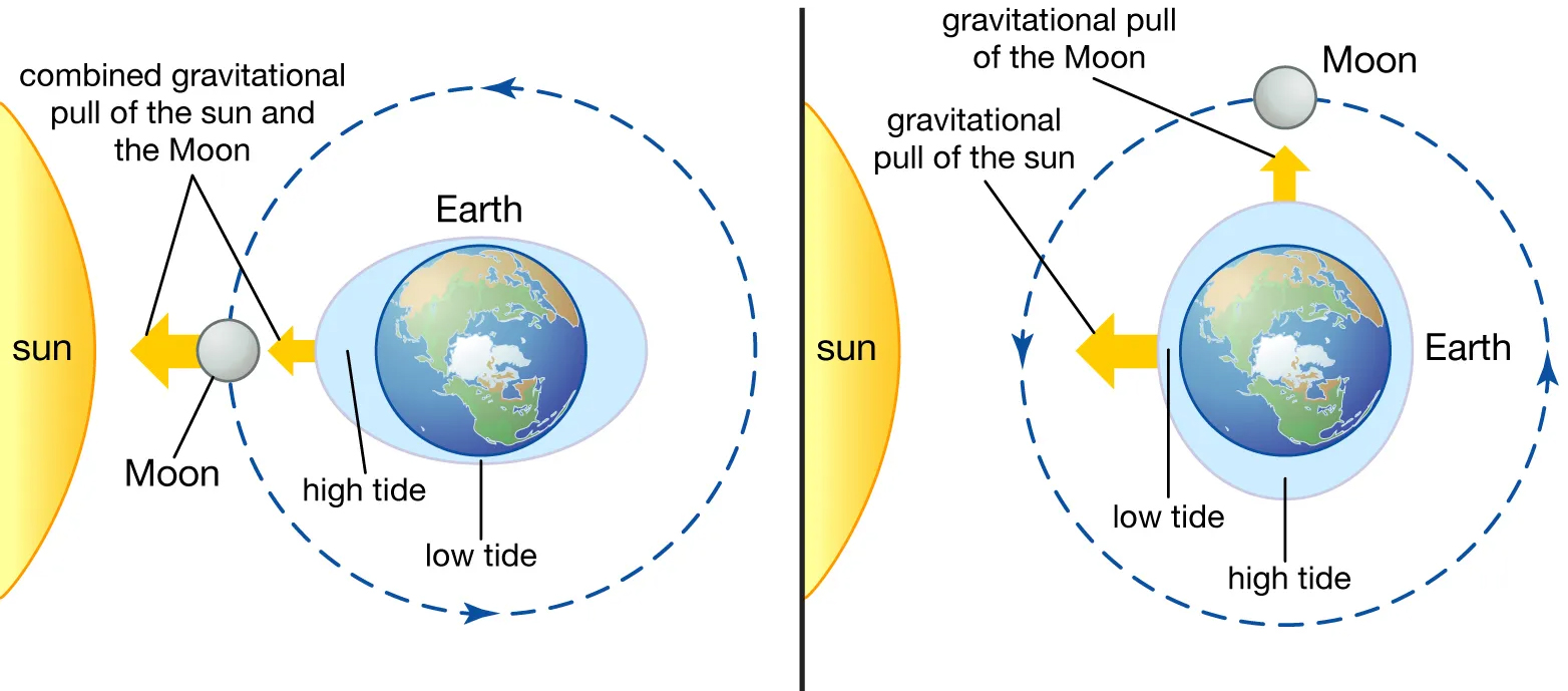 gravitational force and tides
