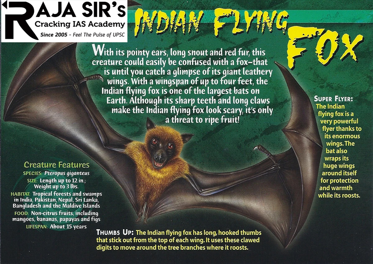 The nectar and fruit-eating flying fox (Pteropus giganteus)