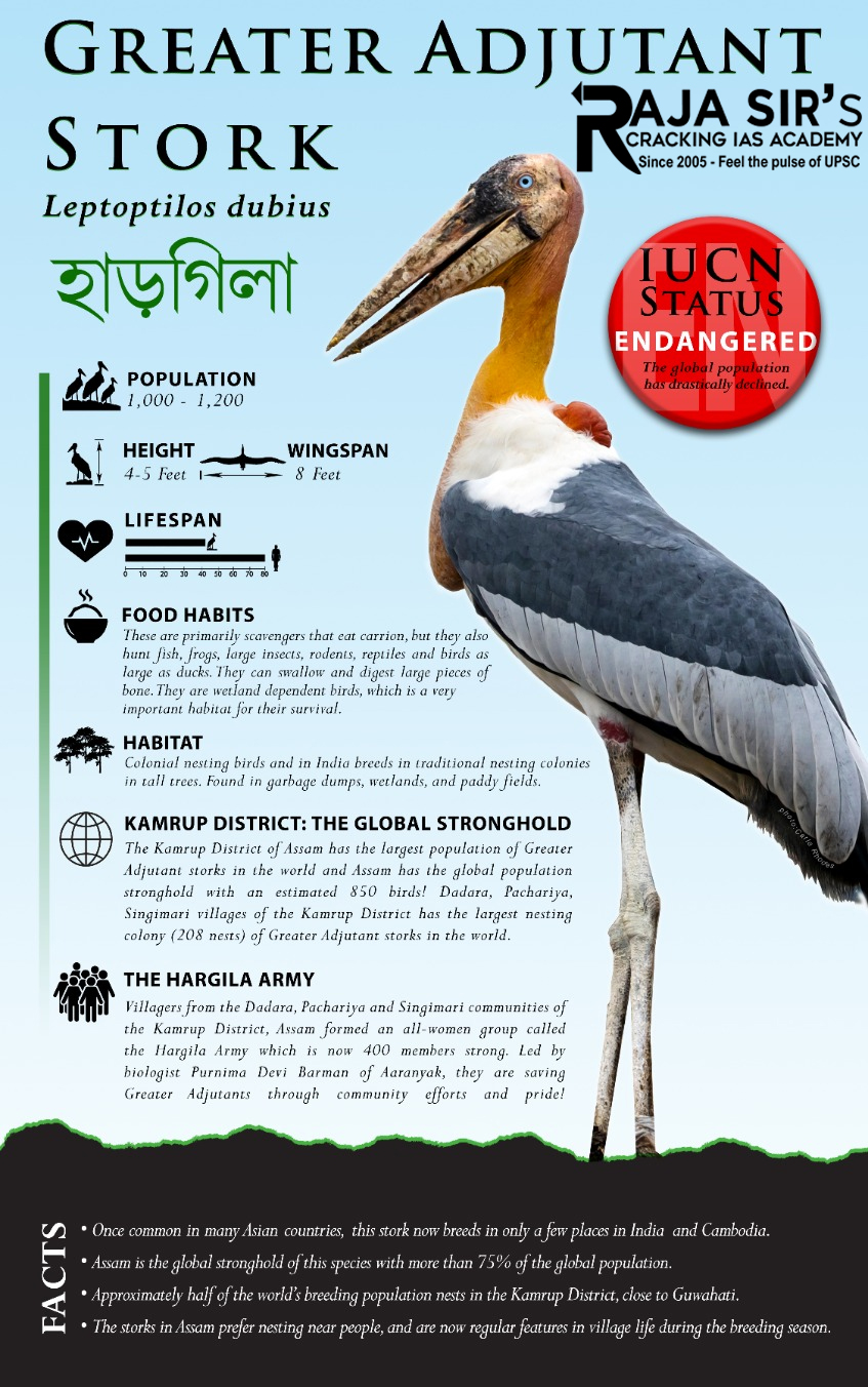 Greater Adjutant Stork 