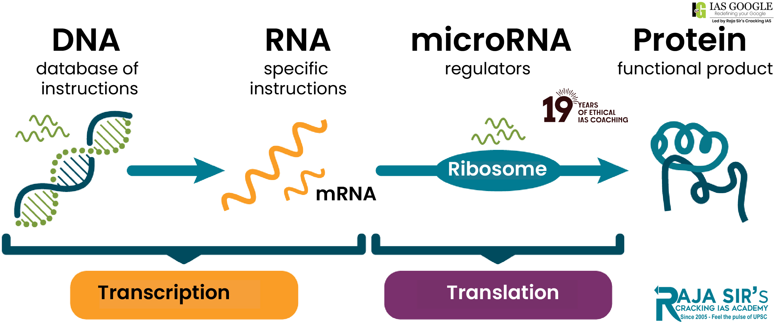 Micro RNA Nobel Prize 2024