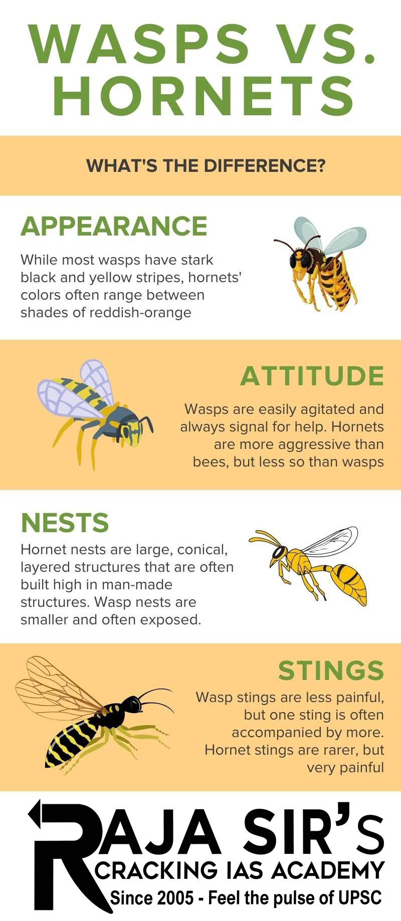 wasp hornets