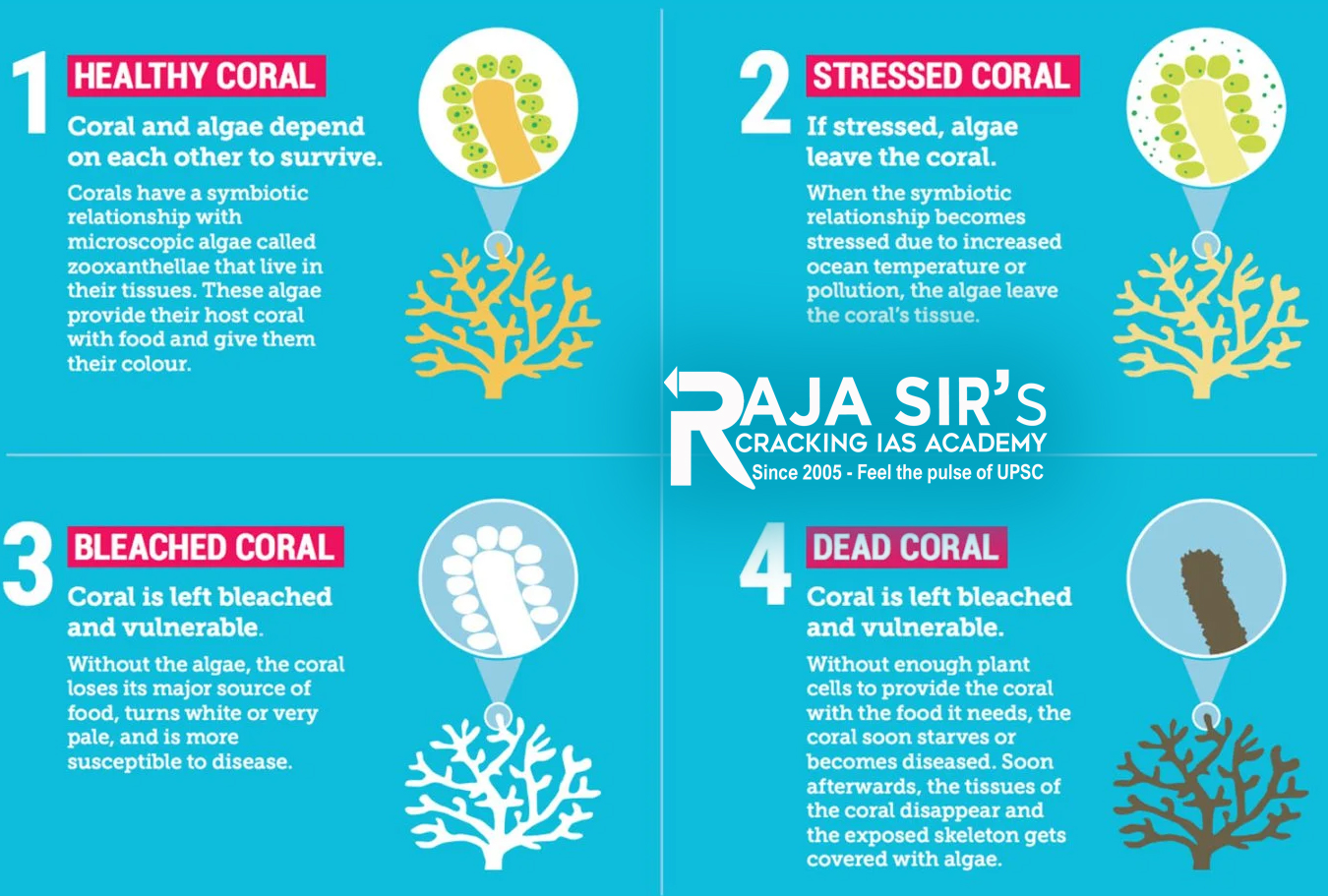 Coral Bleaching