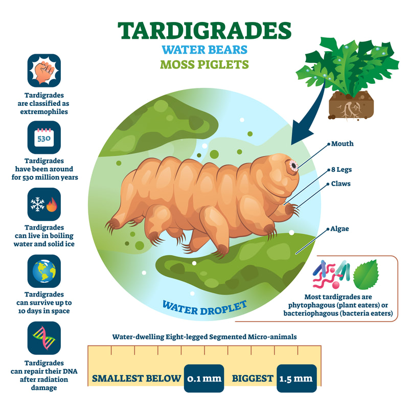 ardigrades’ radiation resistance reasons