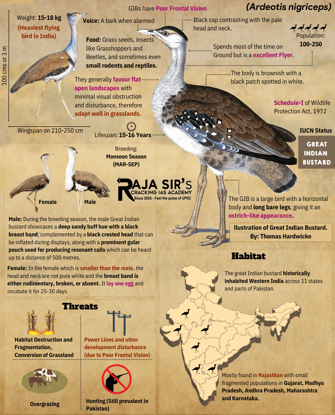 Great Indian Bustard (Ardeotis nigriceps)