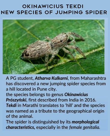  Okinawicius tekdi : New Species Of Jumping Spider