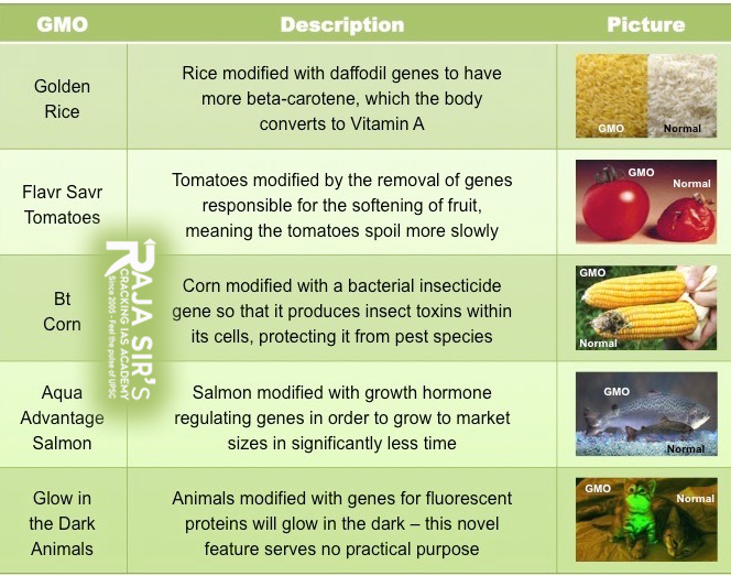 GM FOODS