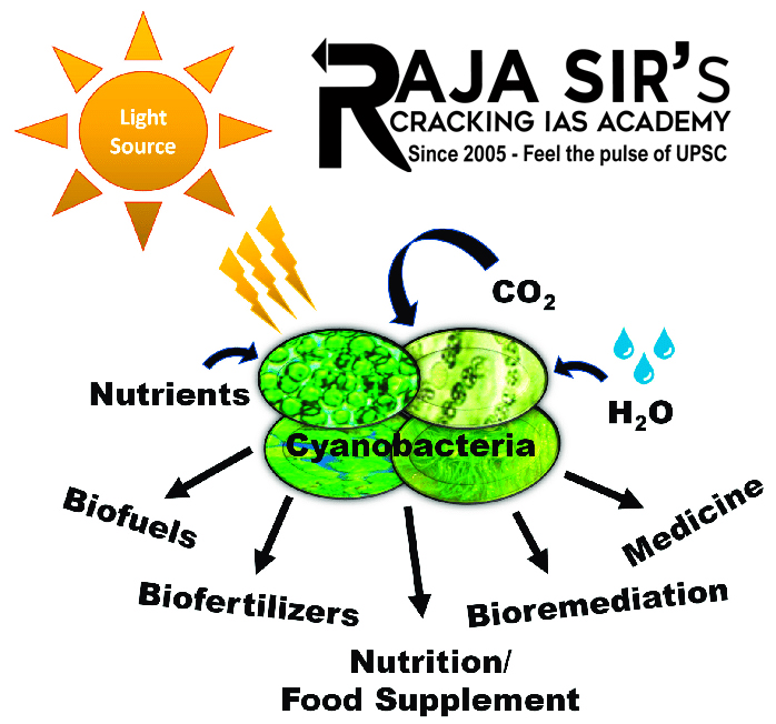 Cyanobacteria