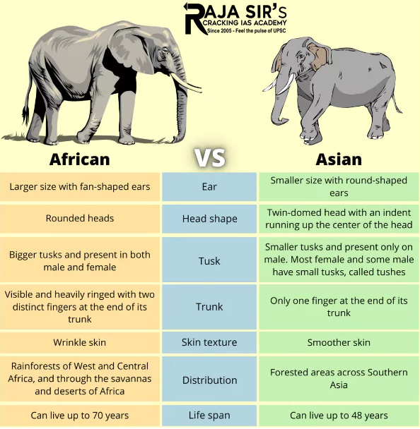 Asian African Elephant