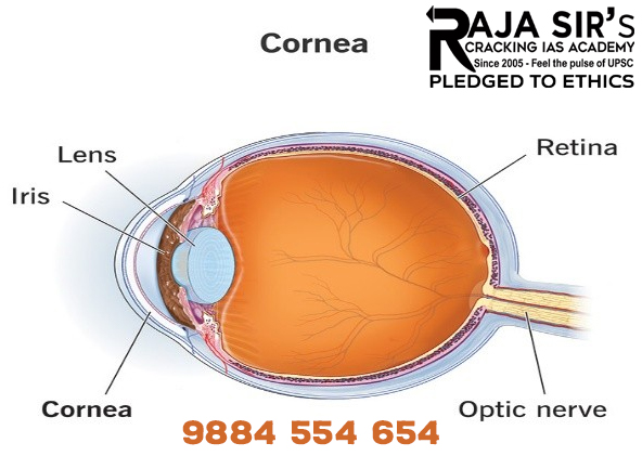 eye cornea