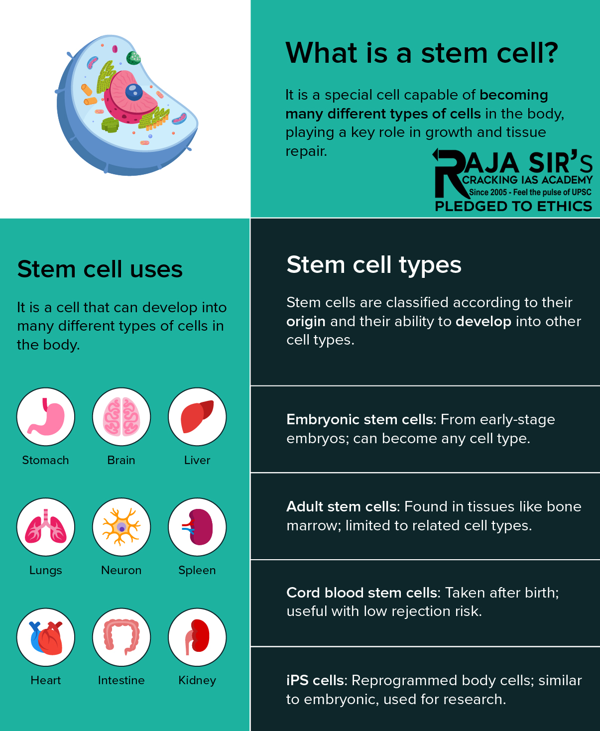 Stem cell 1.jpg Stem Cells types