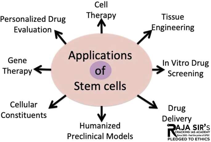 Stem cell 2.jpg Stem Cells uses